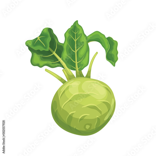 kohlrabi cabbage green cartoon vector illustration
