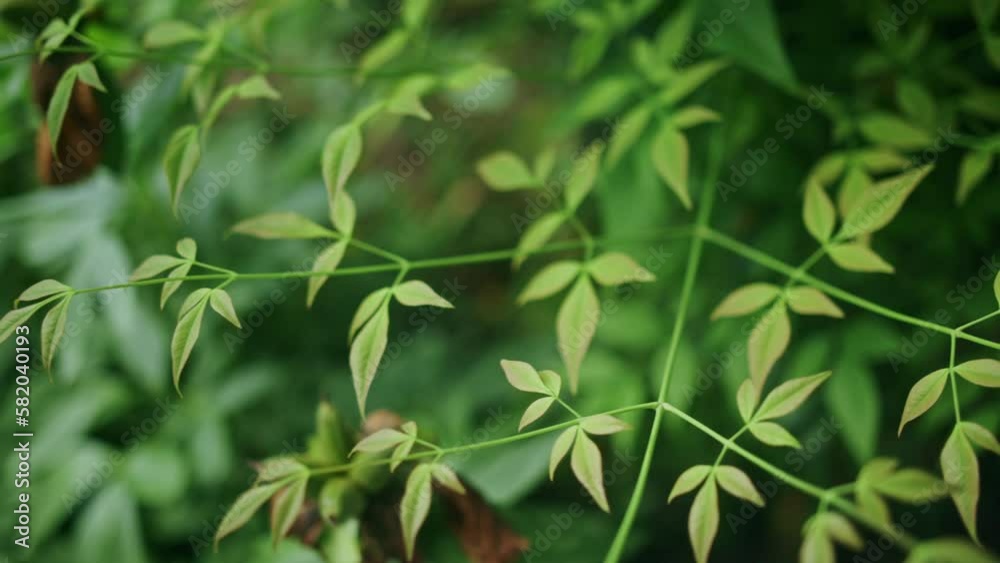 Green leaves on a bush blowing gently in the wind Green leaves on a bush blowing gently in the wind