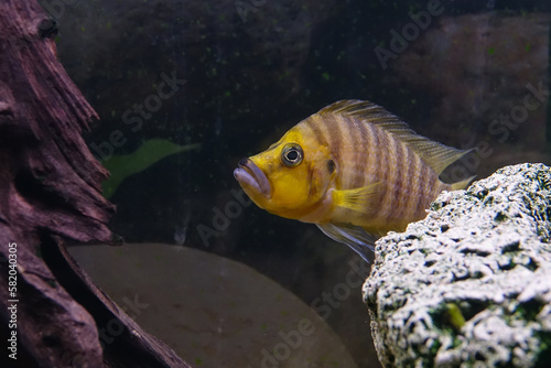 Altolamprologus compressiceps is a cichlid endemic to the southern shoreline of Lake Tanganyika in eastern Africa. photo