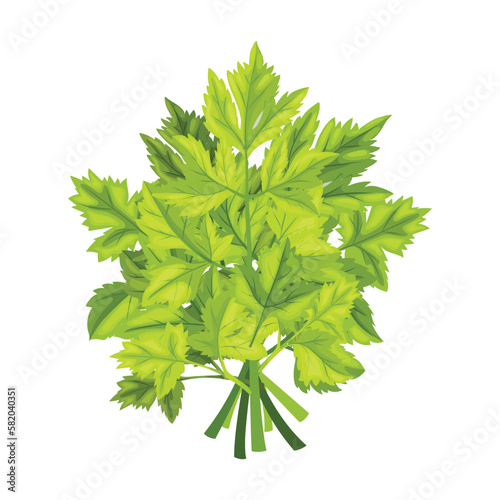 parsley herb food cartoon vector illustration