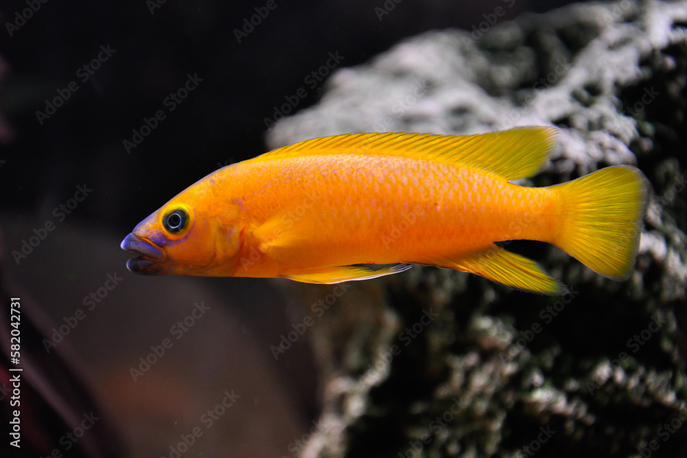 Neolamprologus leleupi (lemon cichlid) is a species of cichlid endemic to Lake Tanganyika. Neolamprologus leleupi (lemon cichlid) is a species of cichlid endemic to Lake Tanganyika.