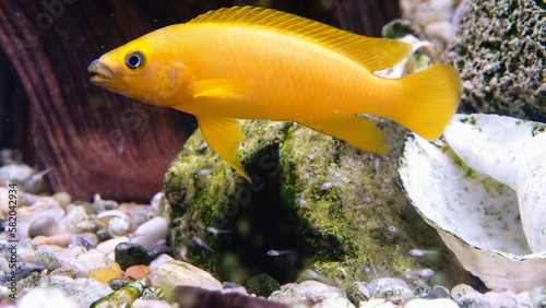 Neolamprologus leleupi (lemon cichlid) is a species of cichlid endemic to Lake Tanganyika. photo