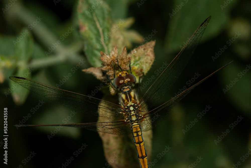 A dragonfly sit on grass , blur background
