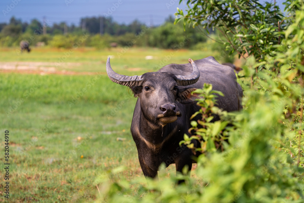 Buffalo Vietnam, Long An province, standing on the riverbank with green grass. Scenery of Asian domestic animals. Large animals in the habitat.