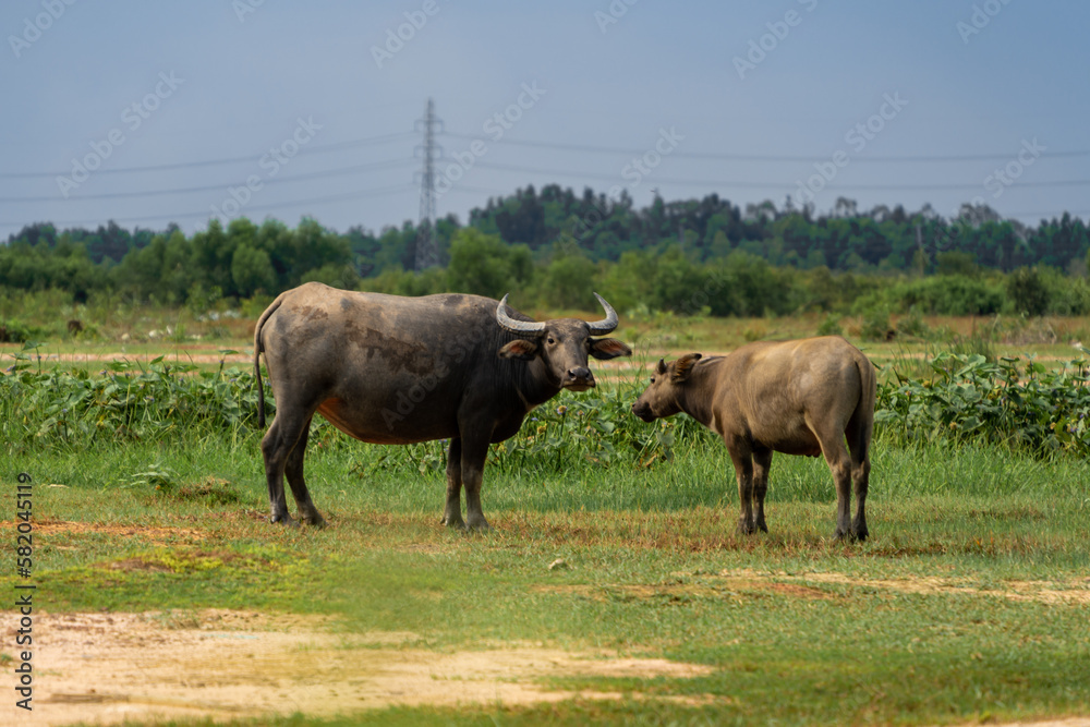 Buffalo Vietnam, Long An province, standing on the riverbank with green grass. Scenery of Asian domestic animals. Large animals in the habitat. Buffalo Vietnam, Long An province, standing on the riverbank with green grass. Scenery of Asian domestic animals. Large animals in the habitat.