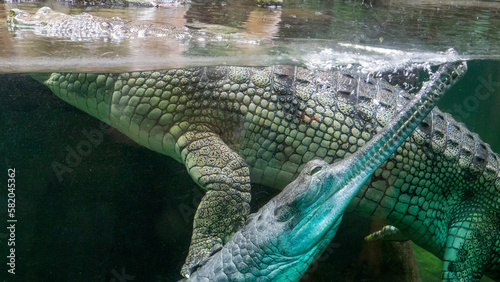 The gharial (Gavialis gangeticus) belongs to the world's most precious crocodiles