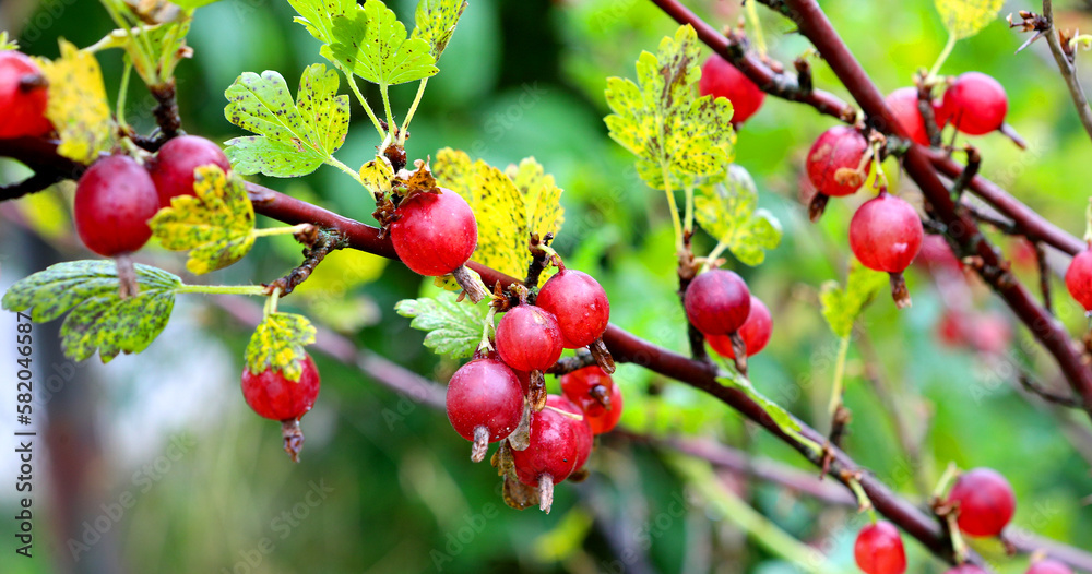 Close-up of ripe red gooseberries hanging on a branch Close-up of ripe red gooseberries hanging on a branch