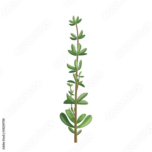thyme green plant cartoon vector illustration