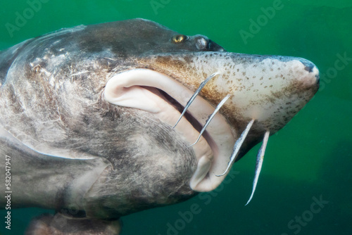 The beluga or European sturgeon (Huso huso) is the largest freshwater fish in the world photo