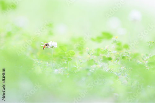 Foto クローバーとミツバチ（右向き）
