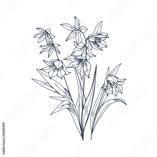 Engraved scilla, blossomed flower. Blooming floral plant in vintage retro style. Spring squills with leaves, etching. Botanical drawing, hand-drawn vector illustration isolated on white background