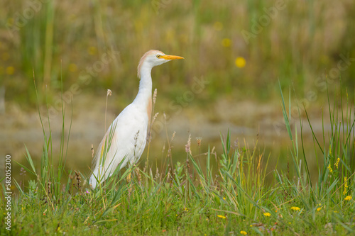A Western Cattle Egret standing on a meadow