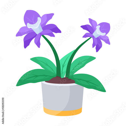 Streptocarpus 