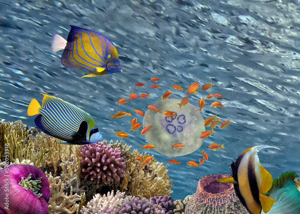 Fototapeta premium Coral reef underwater with jellyfish