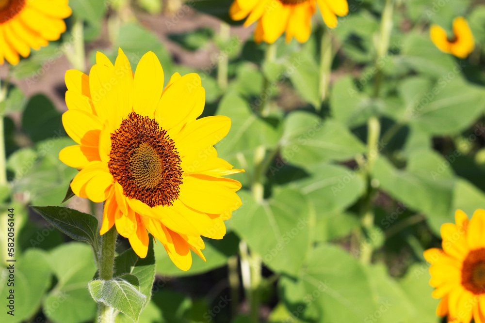 Obraz premium Sunflower field, Beautiful summer landscape.