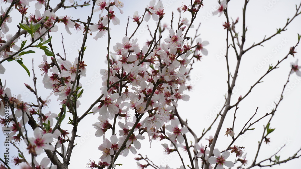 Almond gardens, Almond orchard in bloom. Blossoming trees in Israel Almond gardens, Almond orchard in bloom. Blossoming trees in Israel
