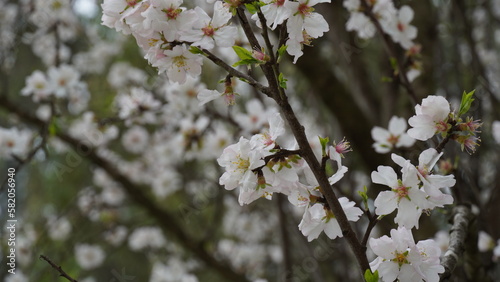 Almond gardens, Almond orchard in bloom. Blossoming trees in Israel © Natalia Hanin