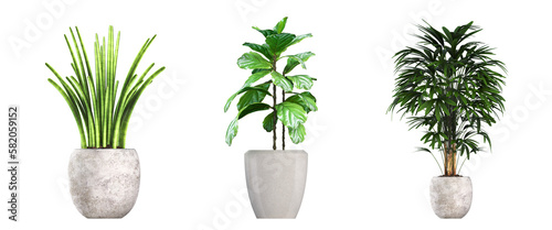decorative flower in a pot isolate on a transparent background, 3D illustration, cg render 