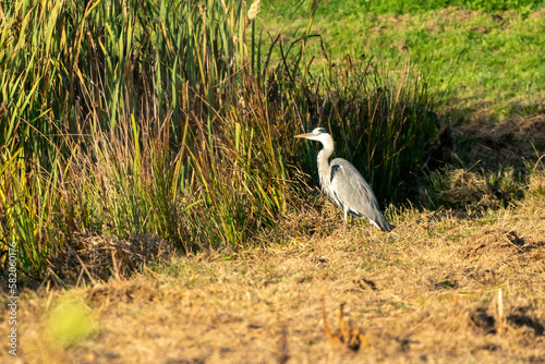 Obraz na płótnie Great blue heron on a sunny morning at the water's edge. Swamp grasses and reeds form the background w salonie