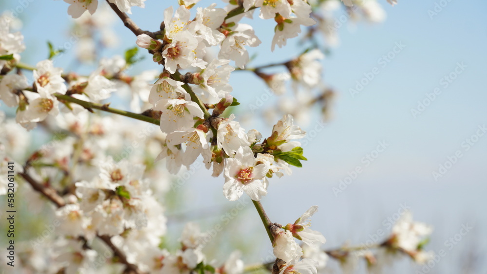 Almond gardens, Almond orchard in bloom. Blossoming trees in Israel Almond gardens, Almond orchard in bloom. Blossoming trees in Israel