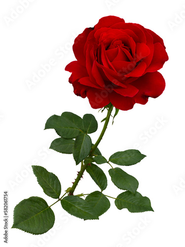 Bright red rose with green leaves isolated on white background