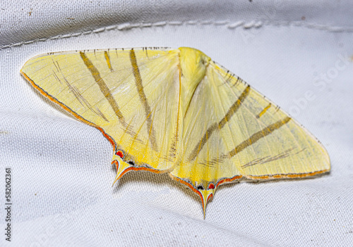 Ourapteryx moth of  Eastern Himalayas
