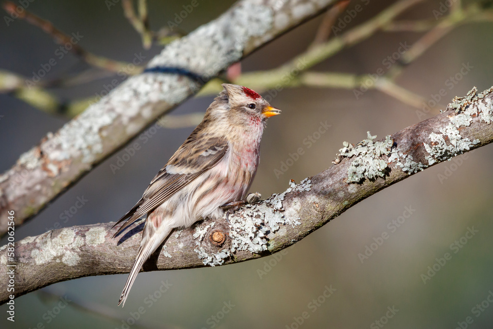 common redpoll on a branch common redpoll on a branch
