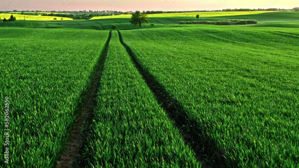 Aerial view of field of wheat at sunrise. Aerial view of field of wheat at sunrise.