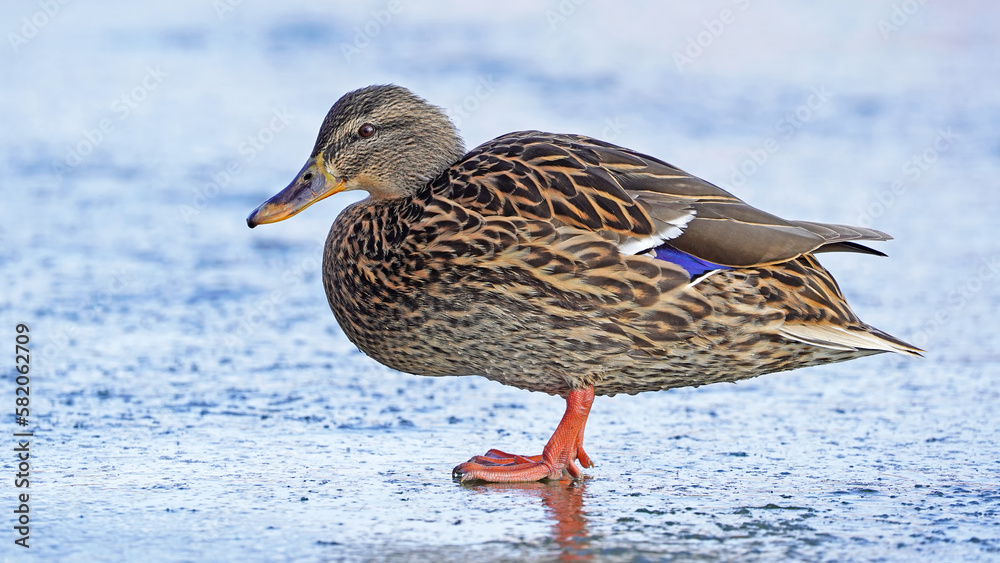 Duck female mallard duck on ice Duck female mallard duck on ice