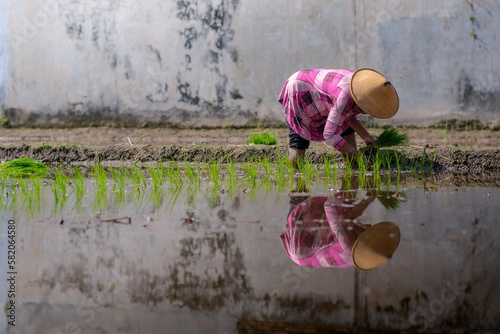 A female farmer is planting rice in the field with her reflection on the water. photo