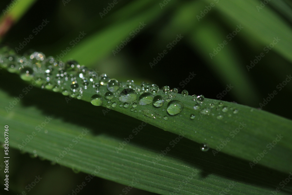 water drops macro photo on grass water drops macro photo on grass