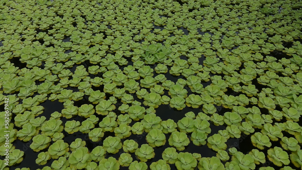 Small lotus flowers with water droplets after rain Small lotus flowers with water droplets after rain
