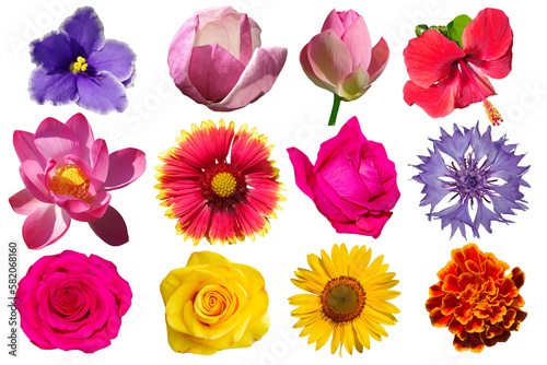 Different flowers isolated on white background.