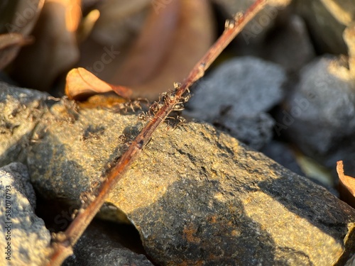Close up view of group of black ants on a rock landscape. Macro photography