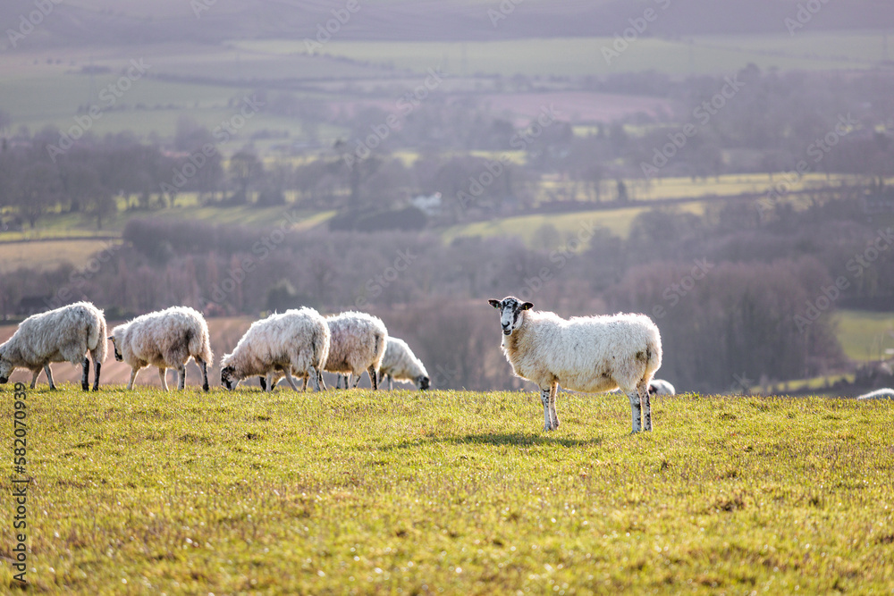 Obraz premium Group of Sheep relaxing on grass, spring evening, south of England
