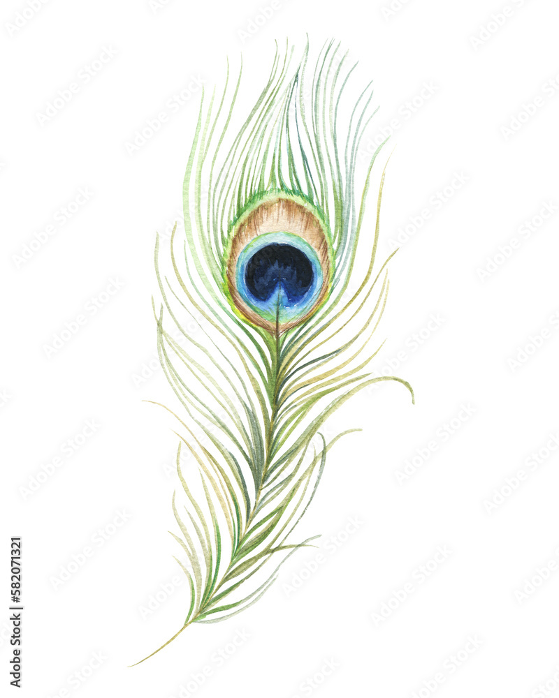 Obraz premium Peacock feather watercolour illustration.