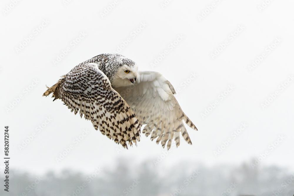 Fototapeta premium Snowy owl (Bubo scandiacus) flying on a rainy day in the winter in the Netherlands 
