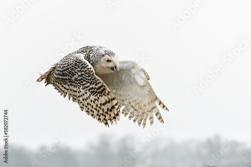 Snowy owl (Bubo scandiacus) flying on a rainy day in the winter in the Netherlands 