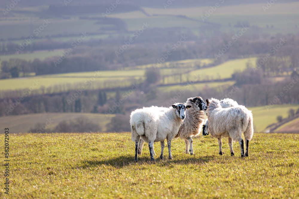 Group of Sheep relaxing on grass, spring evening, south of England Group of Sheep relaxing on grass, spring evening, south of England