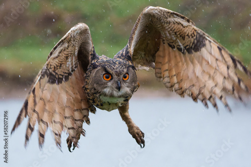 European Eagle Owl (Bubo bubo) flying over a lake on a rainy day in Gelderland in the Netherlands.