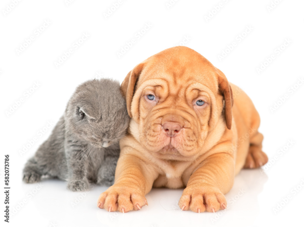 Cute puppy lying with sleepty kitten. isolated on white background Cute puppy lying with sleepty kitten. isolated on white background