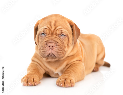 Portrait of a Bordeaux Mastiff puppy lying in front view. isolated on white background