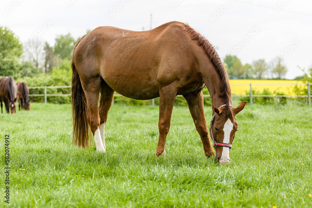 A grazing brown horse on fresh green meadow A grazing brown horse on fresh green meadow