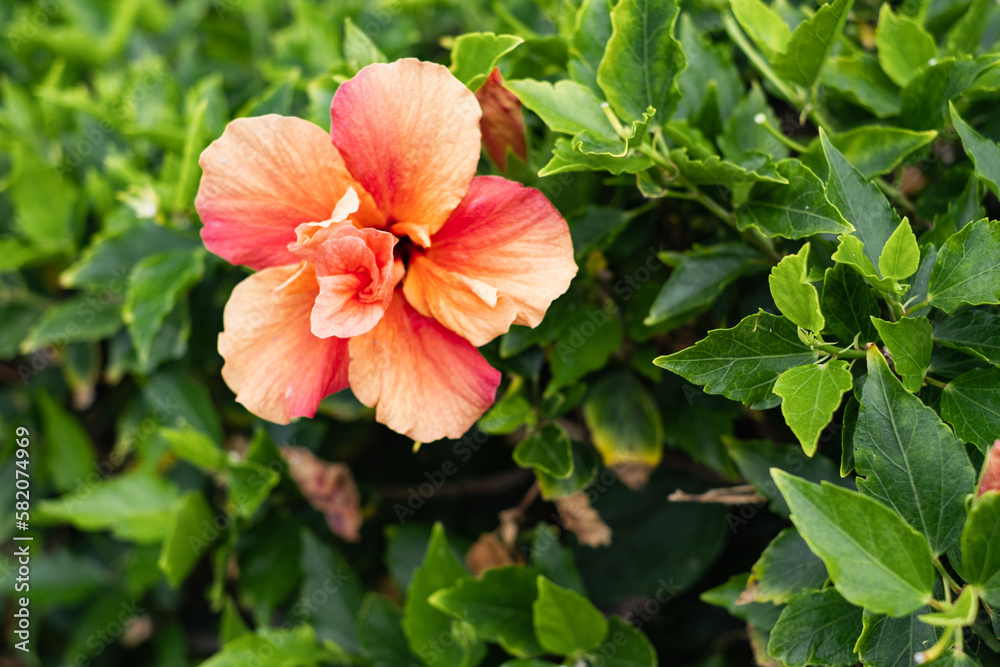 salmon-colored hibiscus flower on its bush. Tenerife, Canary Islands, Spain salmon-colored hibiscus flower on its bush. Tenerife, Canary Islands, Spain