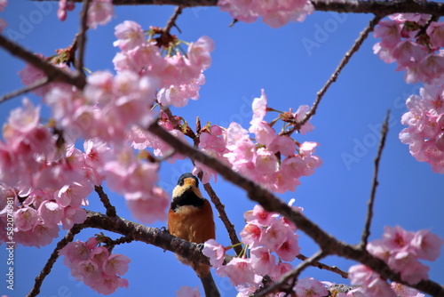 山雀と大寒桜　カメラ目線　（高知県　室戸広域公園） photo