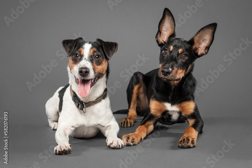 cute australian kelpie puppy and a jack russell terrier dog lying down in the studio on a grey background