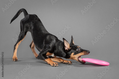 cute australian kelpie puppy dog playing with a pink frisbee in the studio on a grey background