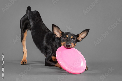 cute australian kelpie puppy dog playing with a pink frisbee in the studio on a grey background photo