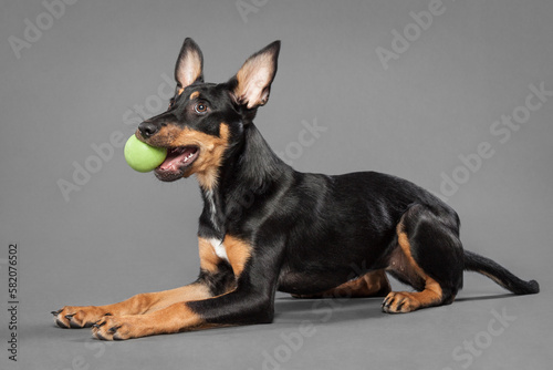 cute australian kelpie puppy dog playing with a green rubber ball in the studio on a grey background