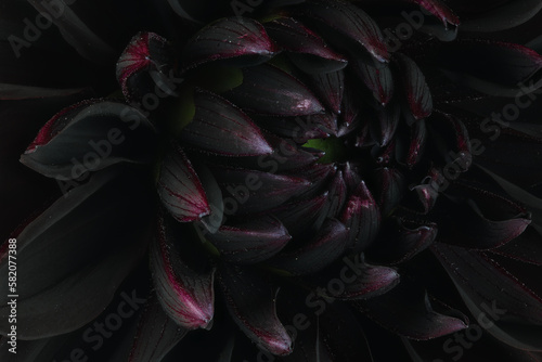 Black dahlia. Macro background © Alex Coan